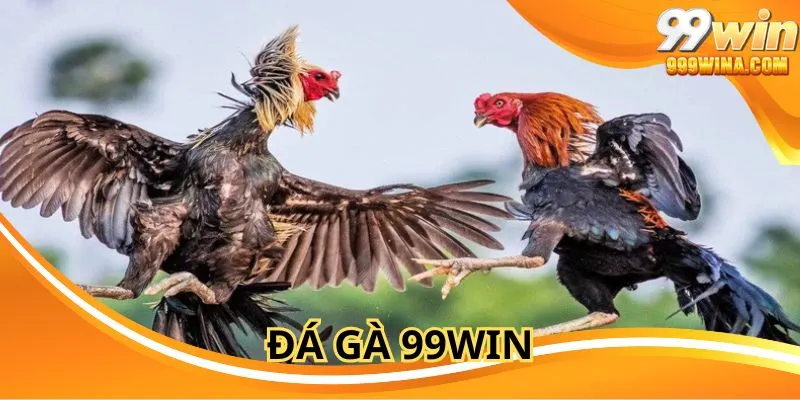 Đá gà 99WIN kết hợp công nghệ vô cùng đẳng cấp