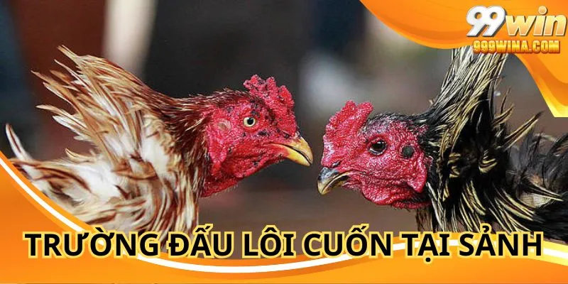 Đá gà 99WIN với trường đấu Philippines cực sôi động