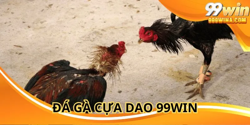 Đá gà cựa dao 99WIN thu hút đông đảo người xem