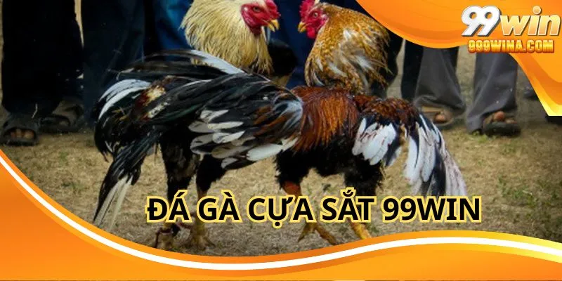 Đá Gà Cựa Sắt 99Win - Đấu Trường Trực Tuyến Hấp Dẫn Số 1