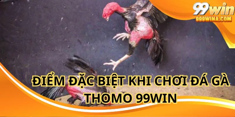 Đá gà thomo 99win được thiết kế phù hợp cho người chơi mới