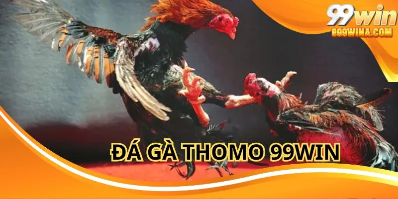 Đá Gà Thomo 99Win - Sân Chơi Cược Hấp Dẫn Nhất Hiện Nay