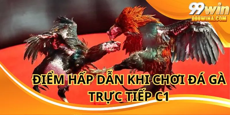 Người chơi trải nghiệm sân chơi đá gà trực tiếp C1 đẳng cấp